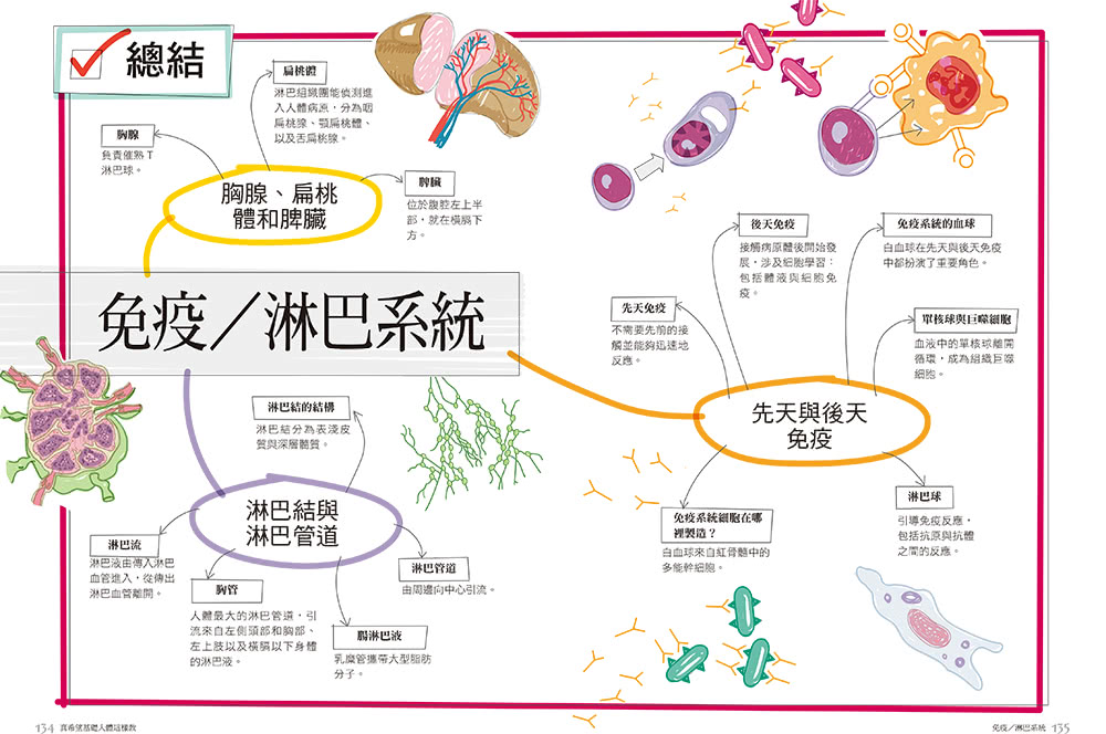 真希望基礎人體這樣教：國高中生必備！看圖學人體，從骨骼關節、神經系統到循環與內分泌
