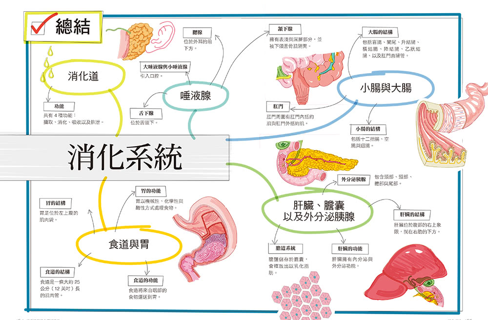 真希望基礎人體這樣教：國高中生必備！看圖學人體，從骨骼關節、神經系統到循環與內分泌