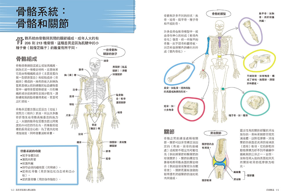 真希望基礎人體這樣教：國高中生必備！看圖學人體，從骨骼關節、神經系統到循環與內分泌