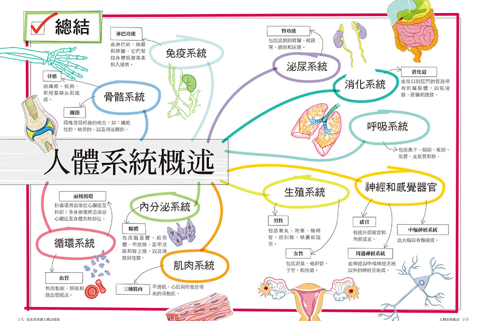 真希望基礎人體這樣教：國高中生必備！看圖學人體，從骨骼關節、神經系統到循環與內分泌