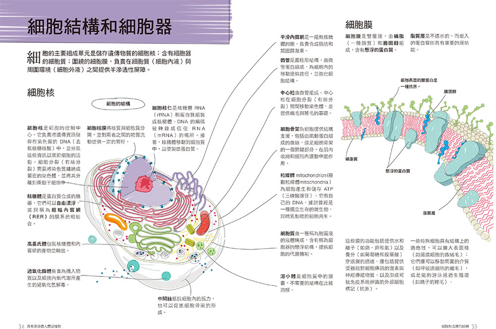 真希望基礎人體這樣教：國高中生必備！看圖學人體，從骨骼關節、神經系統到循環與內分泌