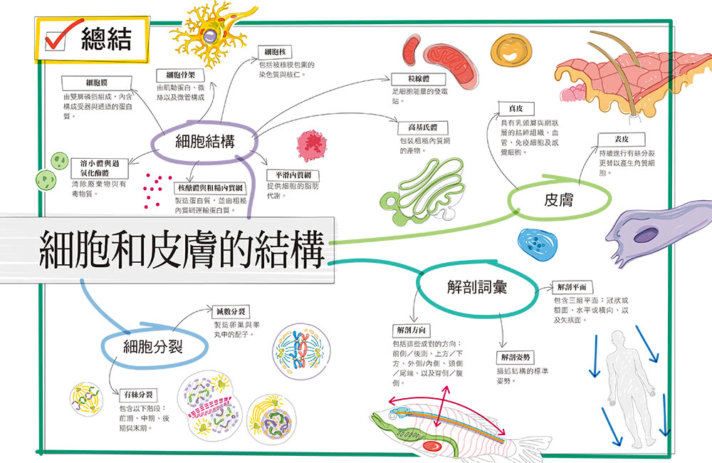 真希望基礎人體這樣教：國高中生必備！看圖學人體，從骨骼關節、神經系統到循環與內分泌