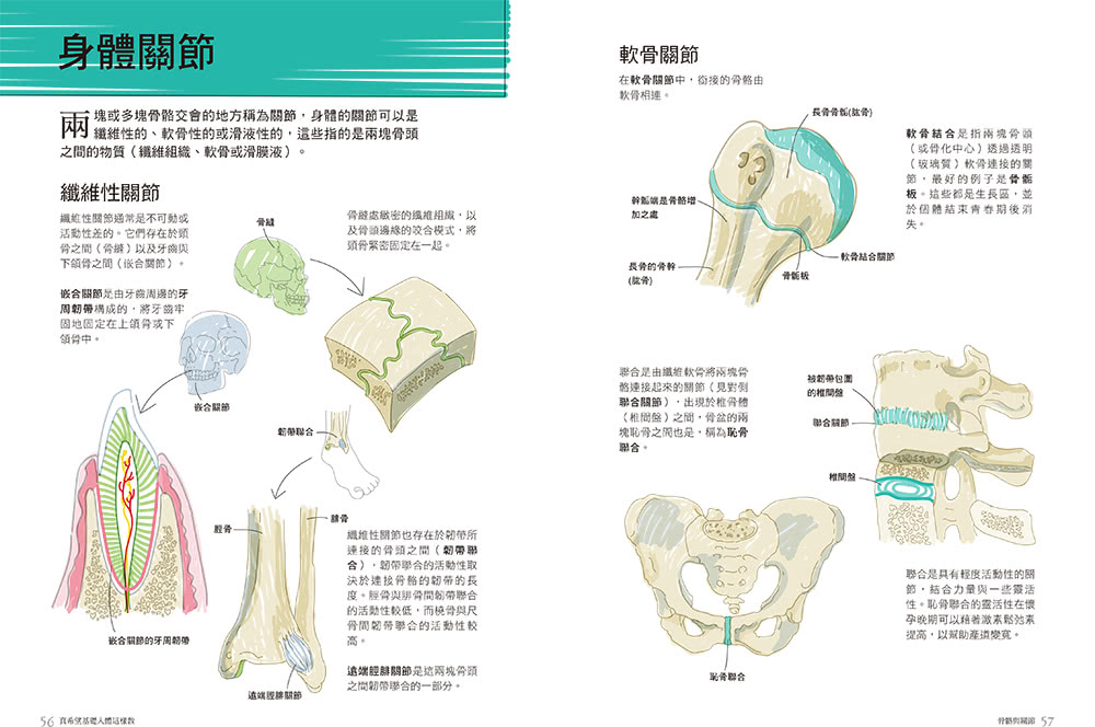 真希望基礎人體這樣教：國高中生必備！看圖學人體，從骨骼關節、神經系統到循環與內分泌