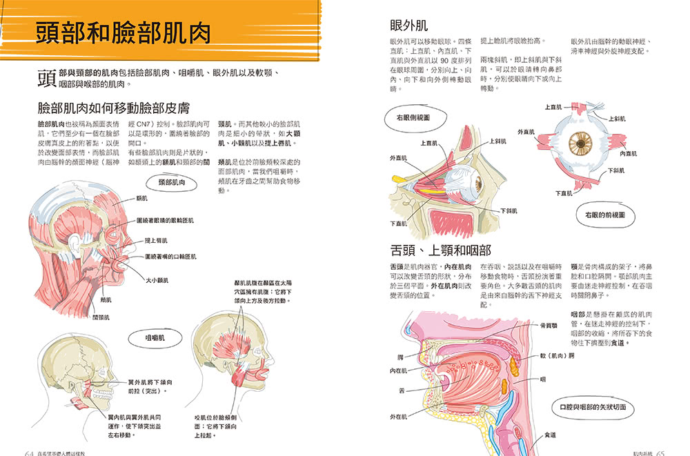 真希望基礎人體這樣教：國高中生必備！看圖學人體，從骨骼關節、神經系統到循環與內分泌