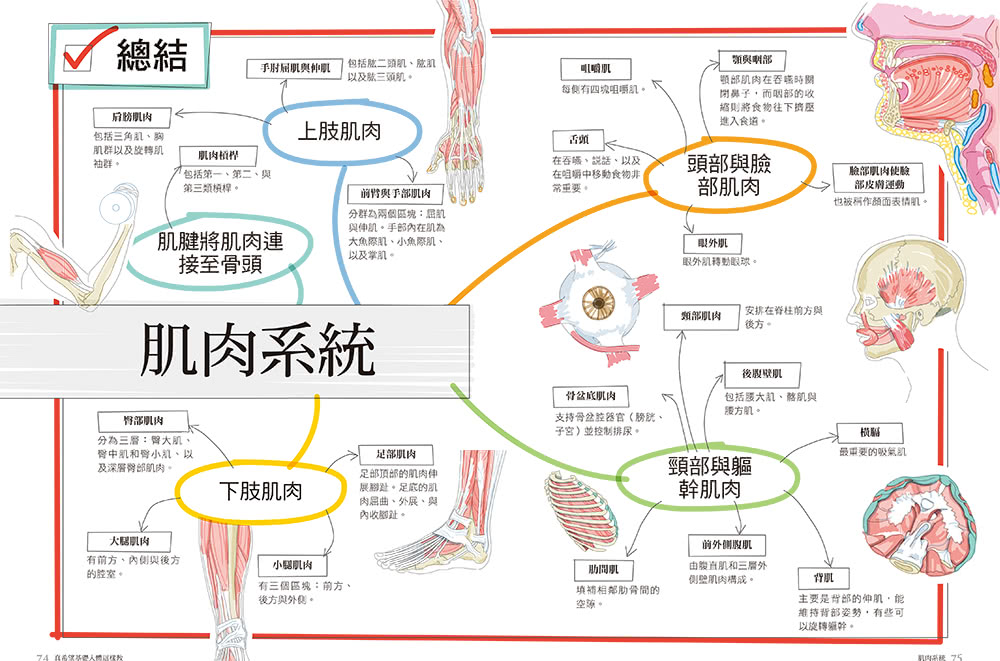 真希望基礎人體這樣教：國高中生必備！看圖學人體，從骨骼關節、神經系統到循環與內分泌