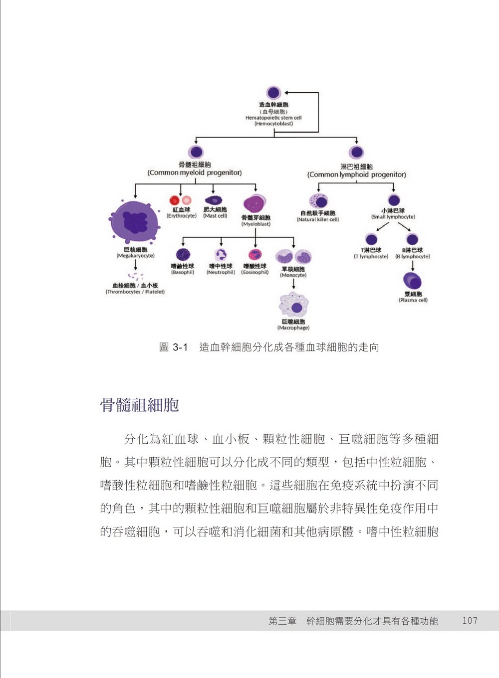 CD34幹細胞免疫學 活化自體保護系統