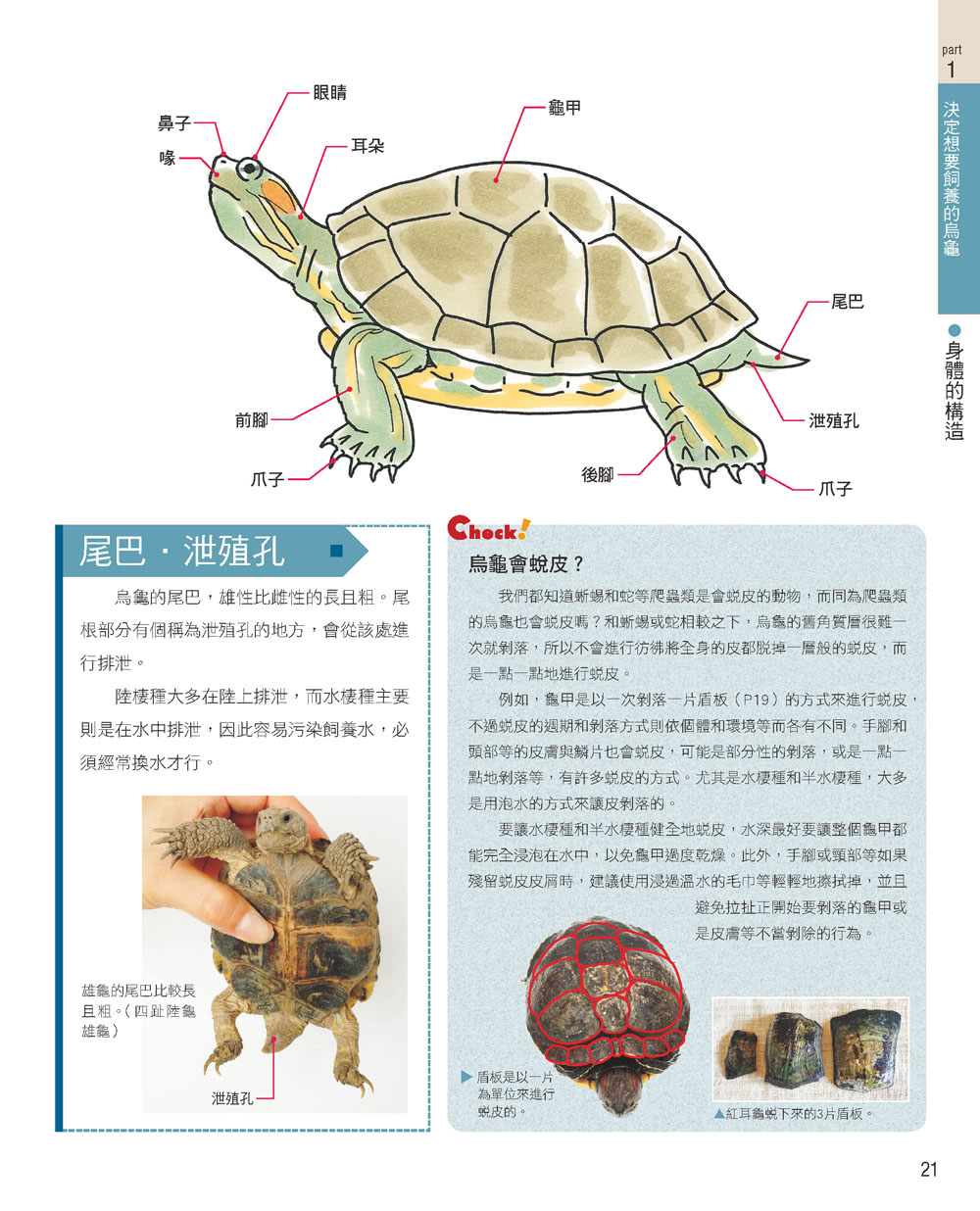 烏龜的快樂飼養法（經典版）