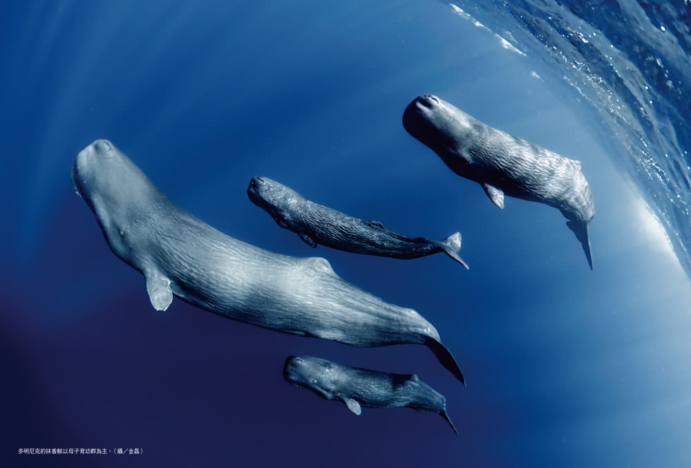 黑潮尋鯨：遇見噴風的抹香鯨（黑潮25年人文與科學調查紀錄首度公開）