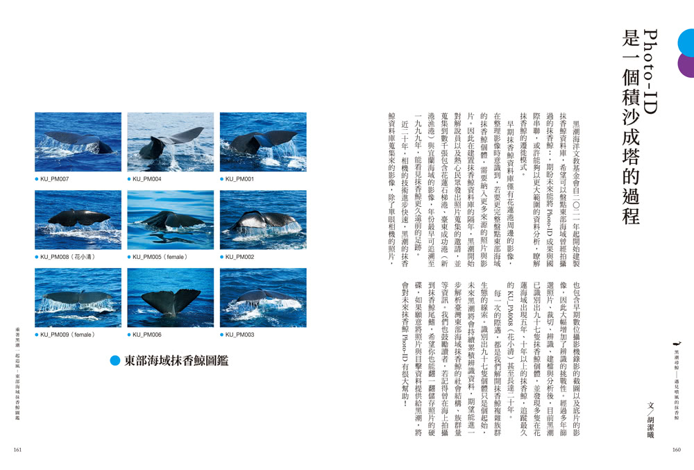 黑潮尋鯨：遇見噴風的抹香鯨（黑潮25年人文與科學調查紀錄首度公開）