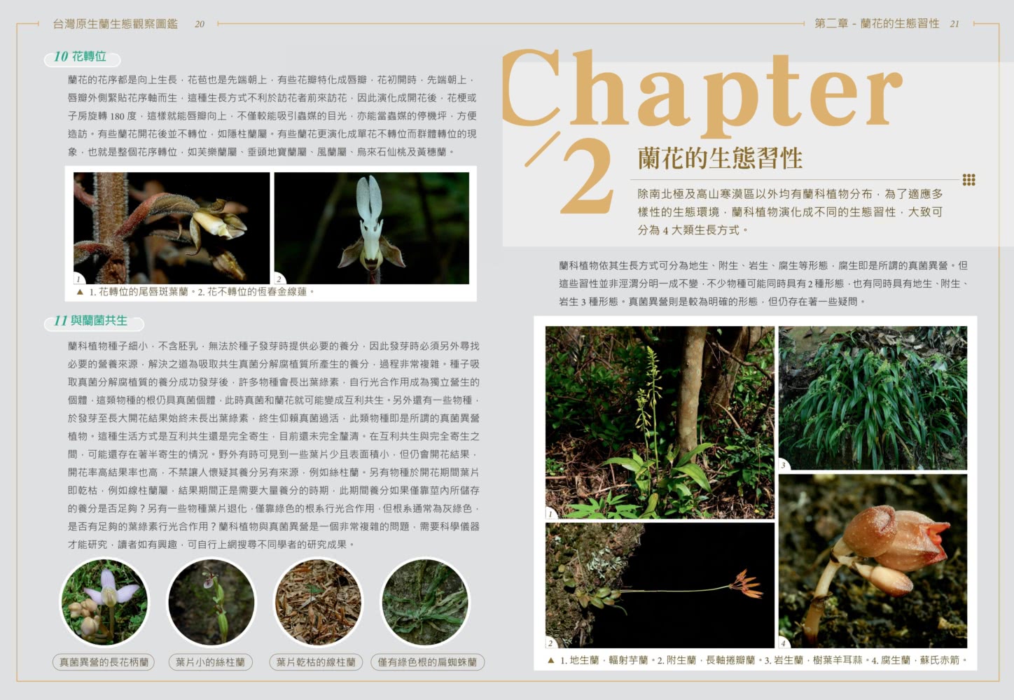 台灣原生蘭生態觀察圖鑑