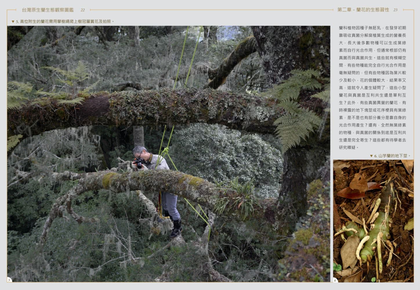 台灣原生蘭生態觀察圖鑑