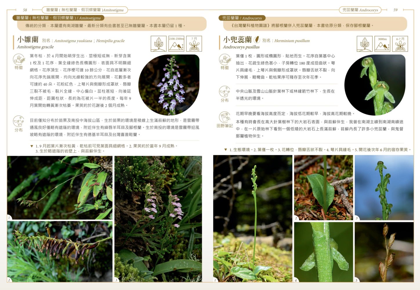 台灣原生蘭生態觀察圖鑑
