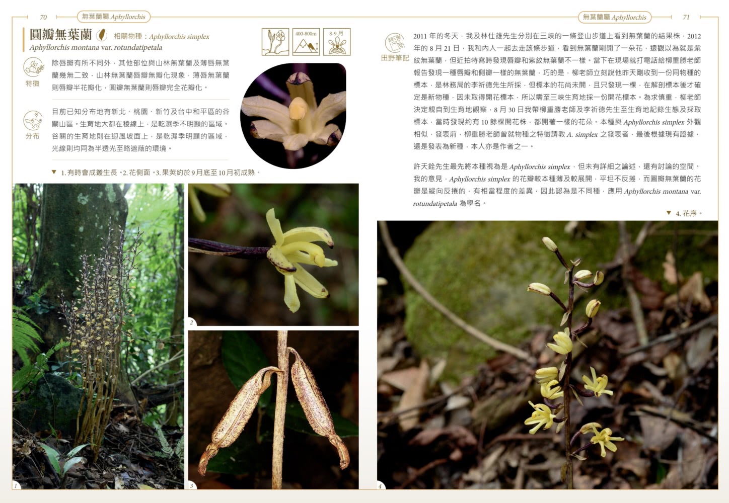 台灣原生蘭生態觀察圖鑑