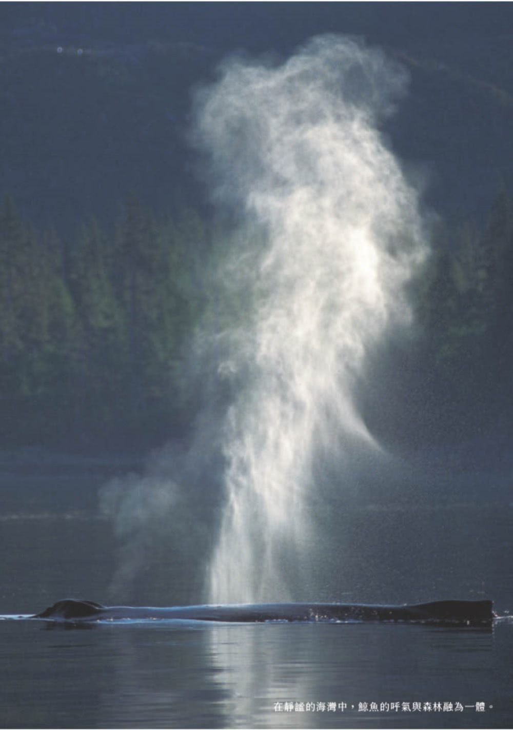 森與冰河與鯨：日本國寶級生態攝影師星野道夫人生最後一段旅程首度披露