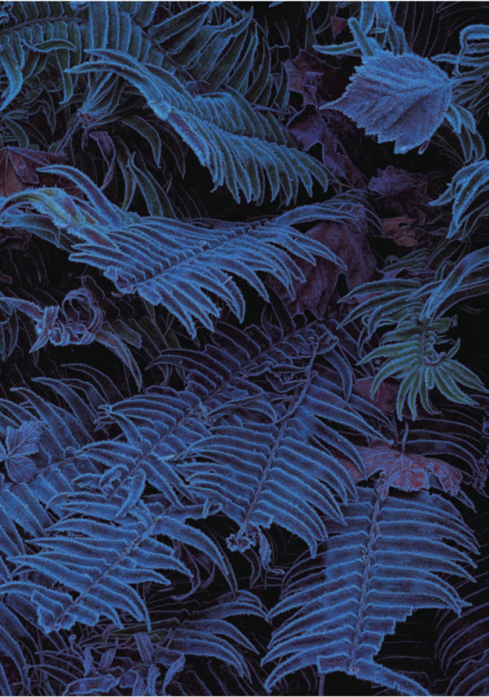 森與冰河與鯨：日本國寶級生態攝影師星野道夫人生最後一段旅程首度披露