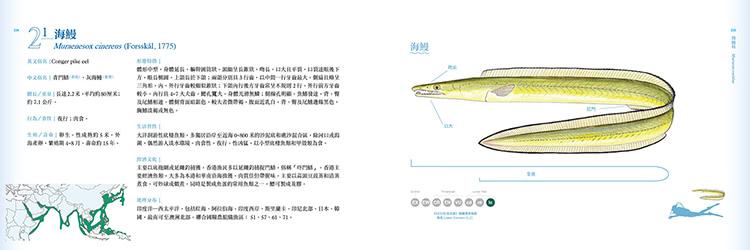 香港海水魚類圖鑑