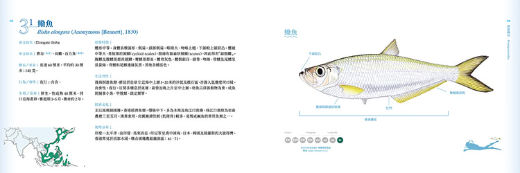 香港海水魚類圖鑑