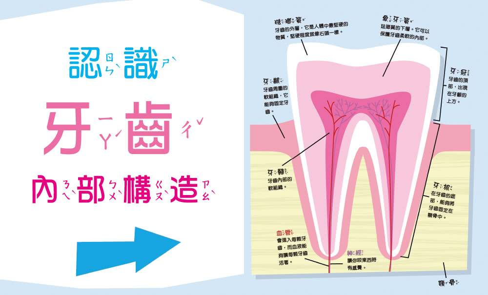 亮晶晶牙齒小百科：口腔保健知識繪本